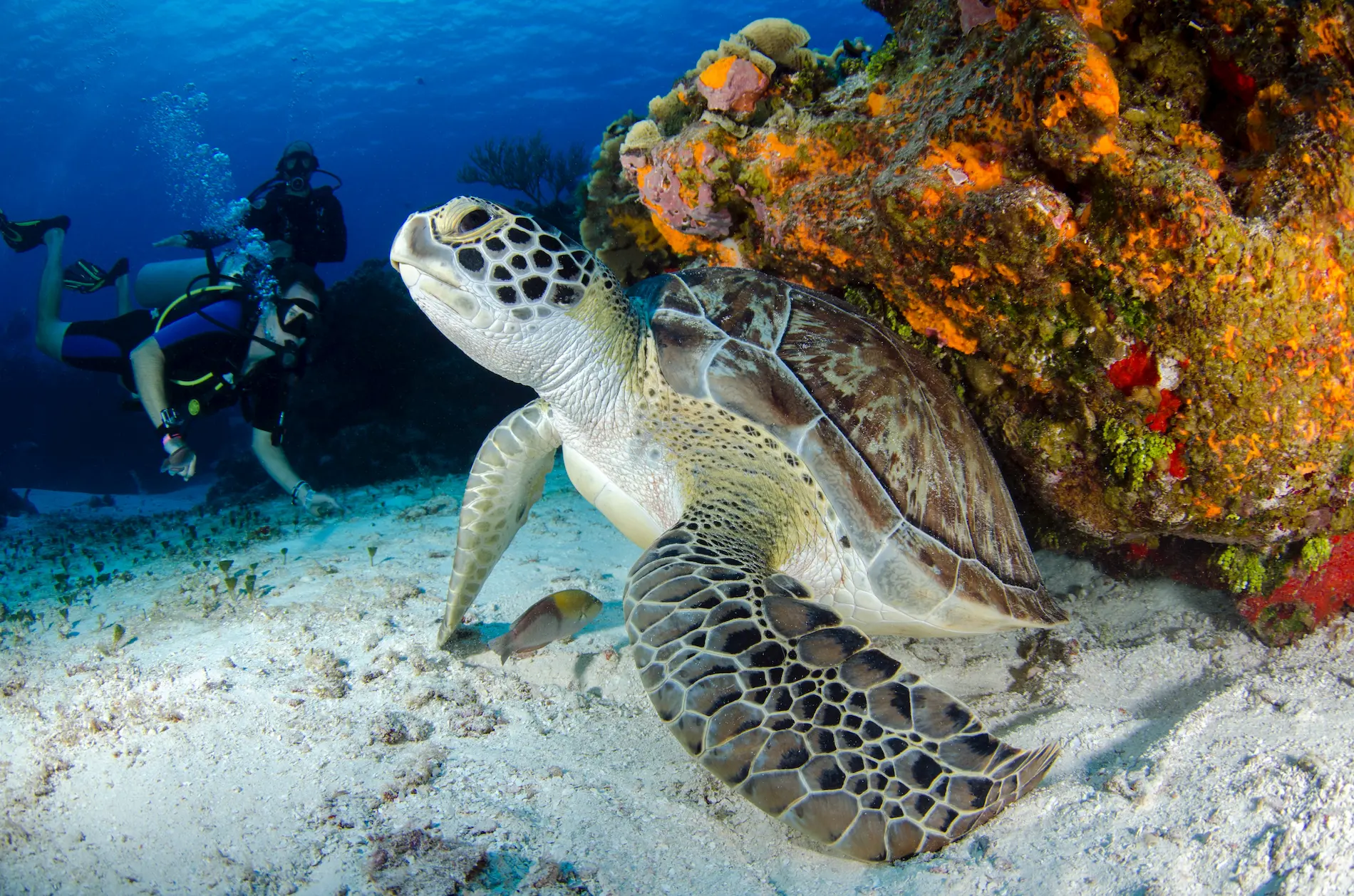Sea turtle at the coral reef of the Blue Reef