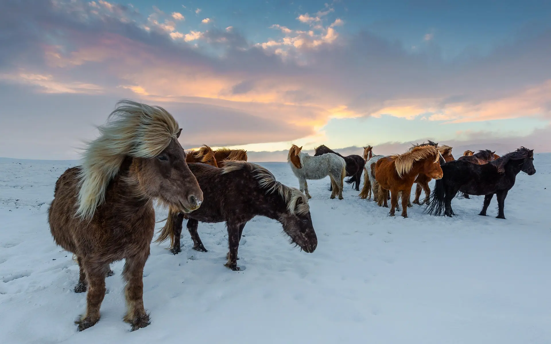 Icelandic Horse in snowy field