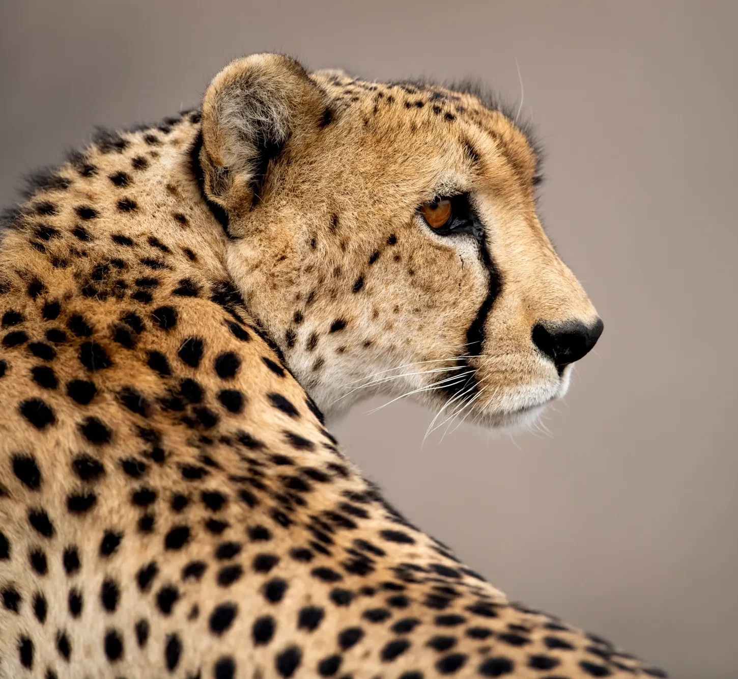 cheetah-south-africa-toronto-ghardy-tours