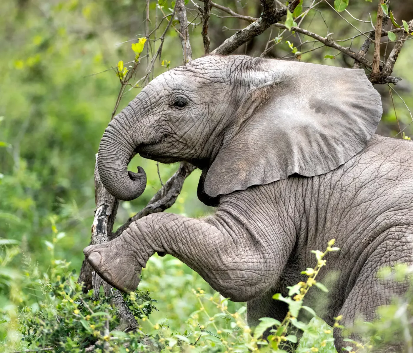 elephant-south-africa-toronto-ghardy-tours