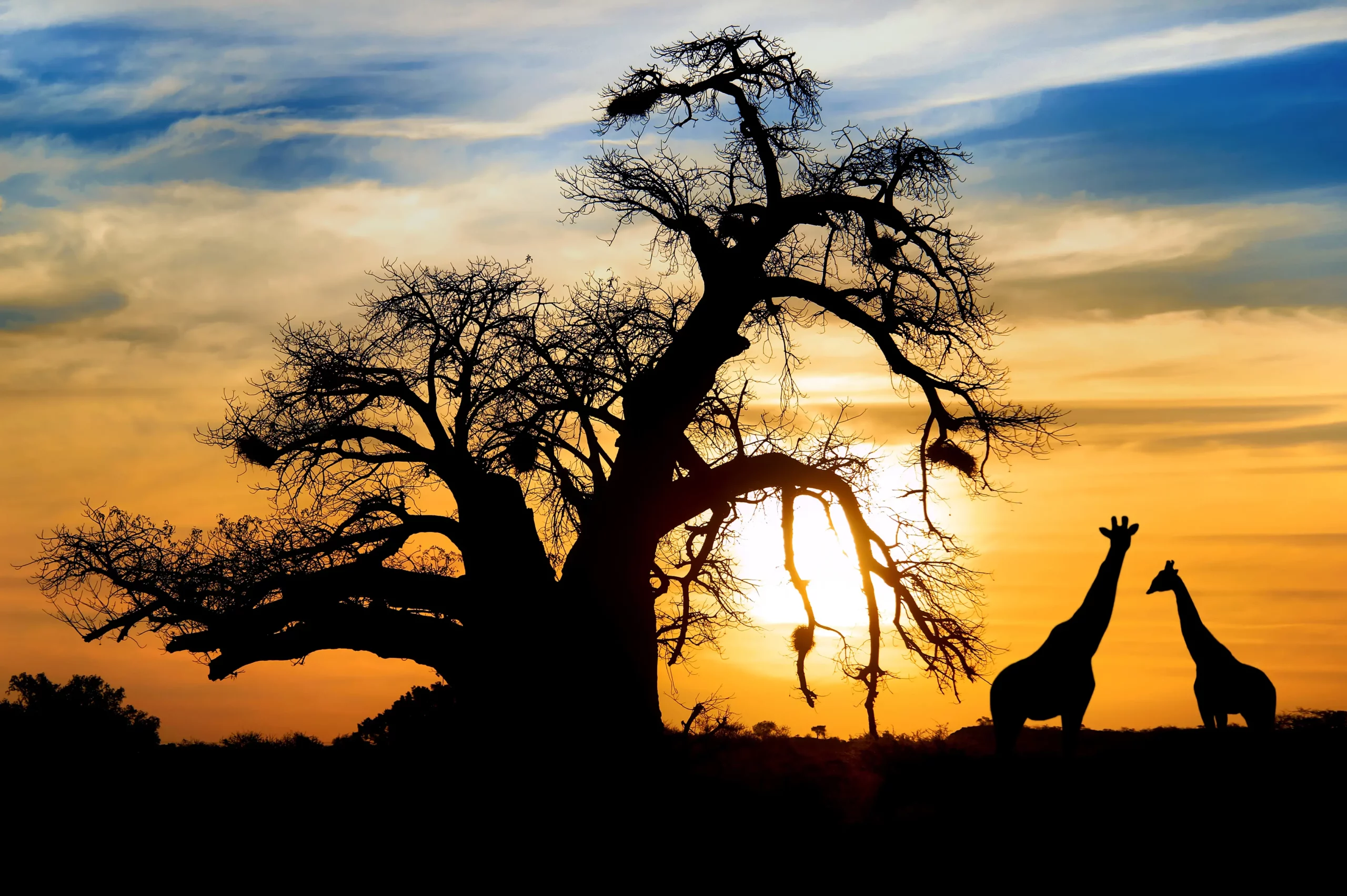 giraffe-south-africa-toronto-ghardy-tours
