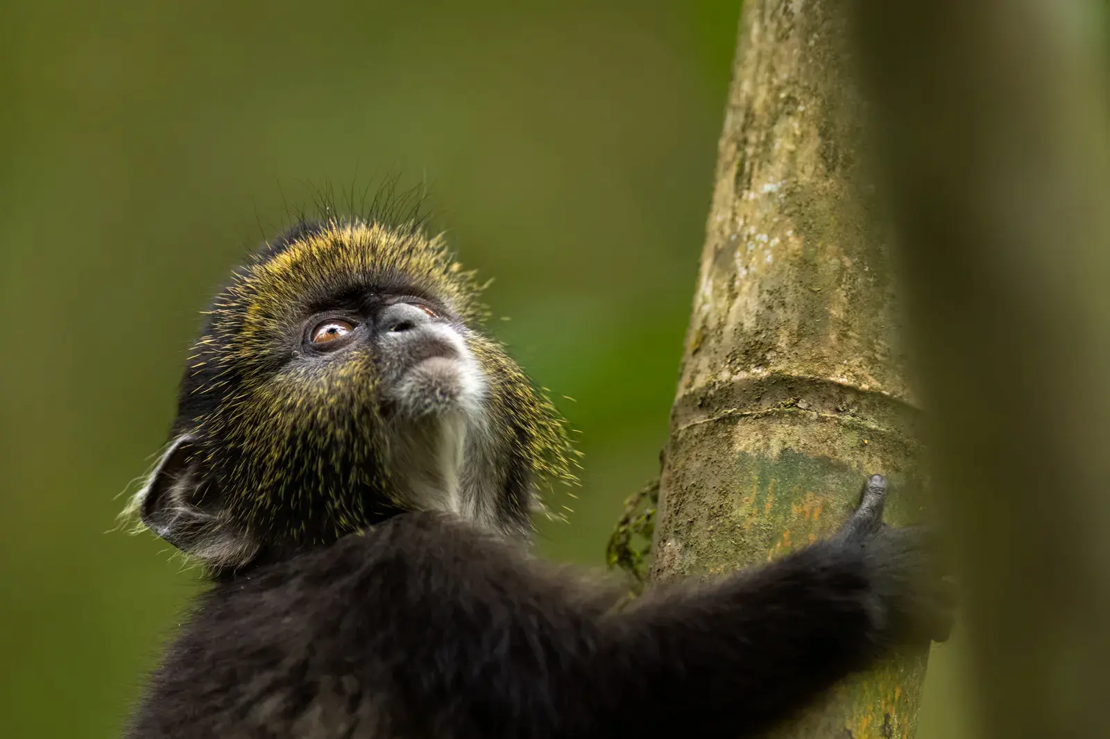 SVNP_WILDLIFE_Golden_Monkey_Ross_Couper-9