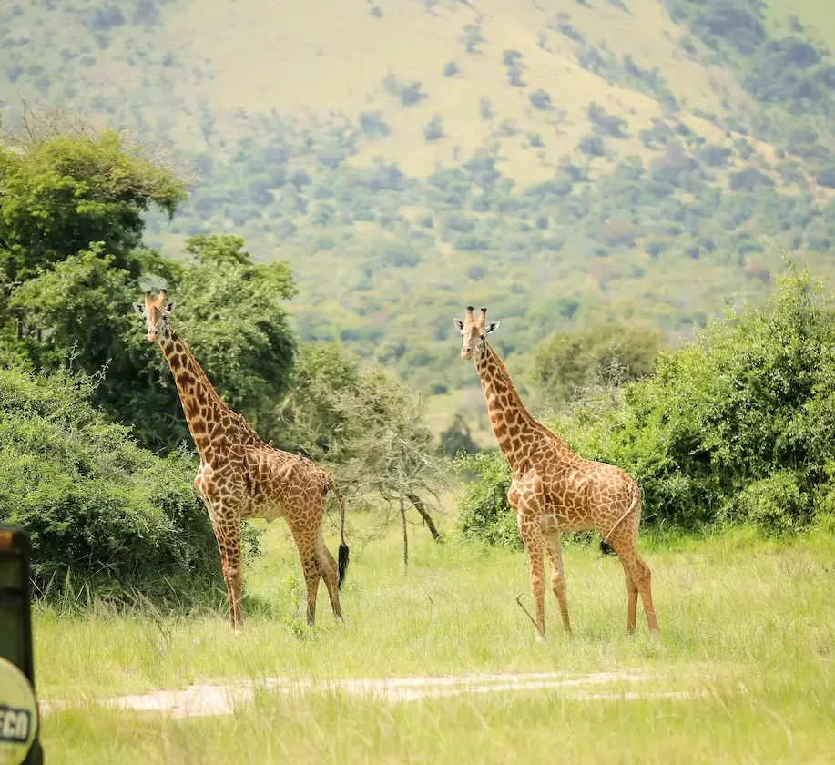 rwanda-ghardy-tours- (30)