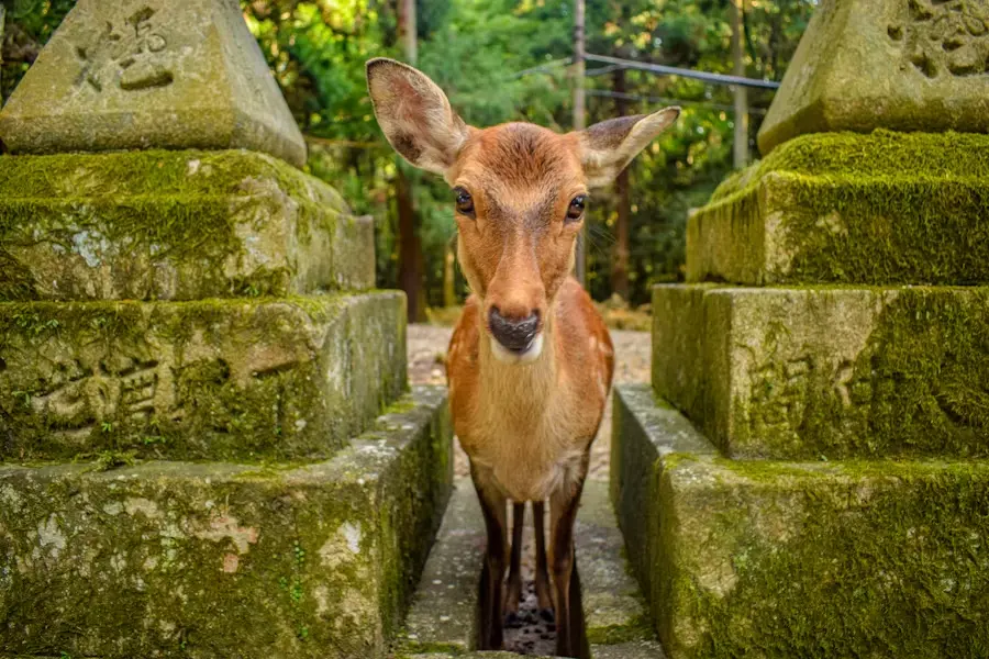 japan-ghardy-tours-luxury (12)
