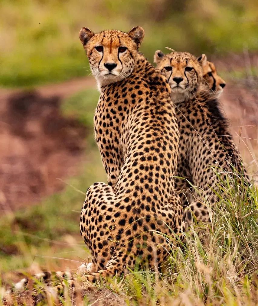 kenya-ghardy-tours-luxury (19)